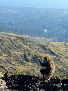 rinjani origin